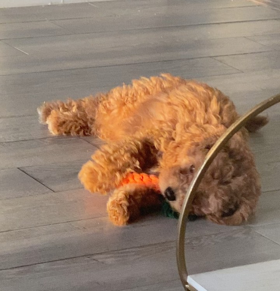 Playful Cavoodle Poodle Mix Pup