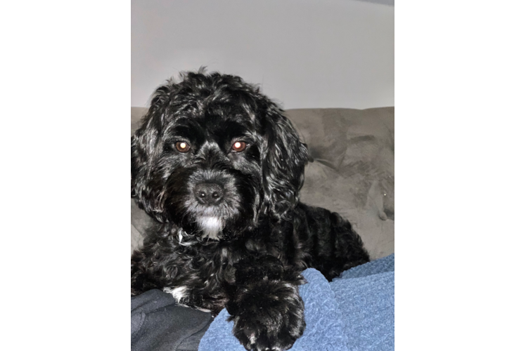 Petite Cavapoo Poodle Mix Pup