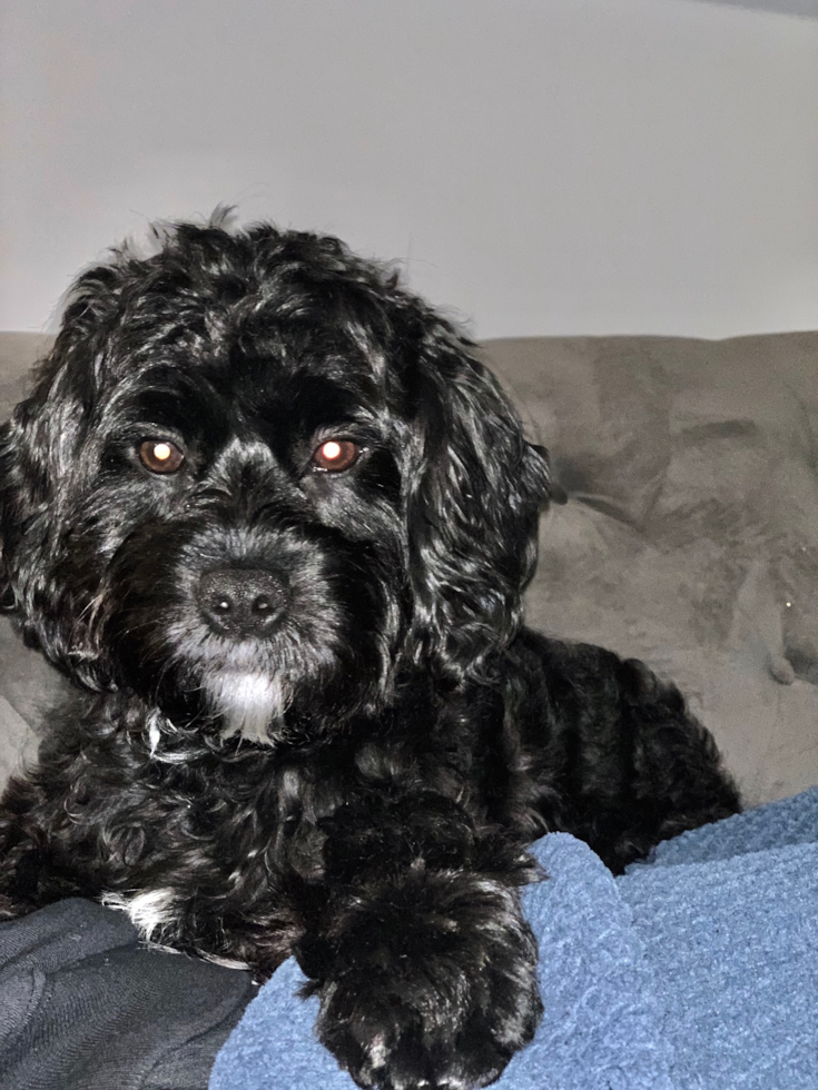 Hypoallergenic Cavoodle Poodle Mix Pup