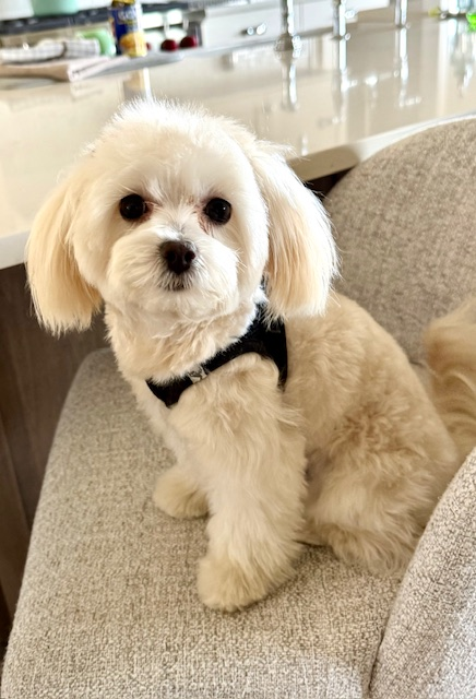 Energetic Maltepoo Poodle Mix Puppy