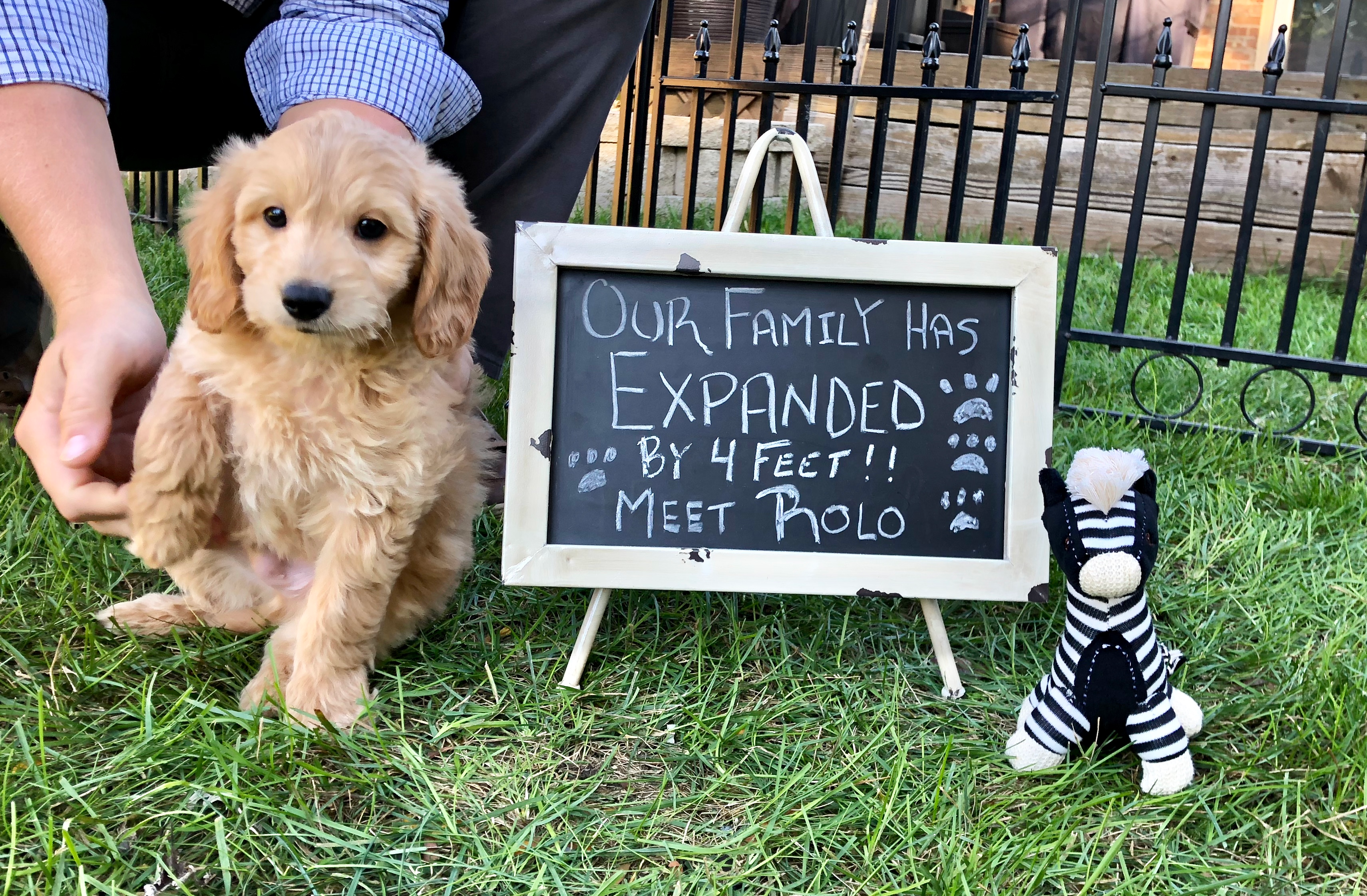 Mini Goldendoodle Pup Being Cute