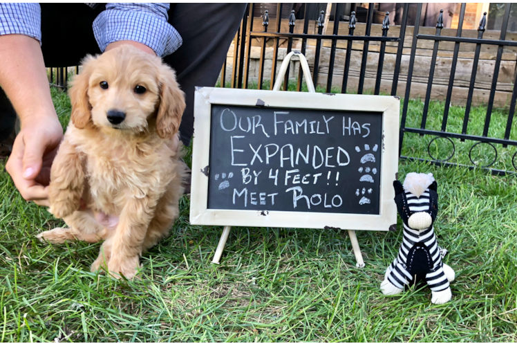 Mini Goldendoodle Pup Being Cute