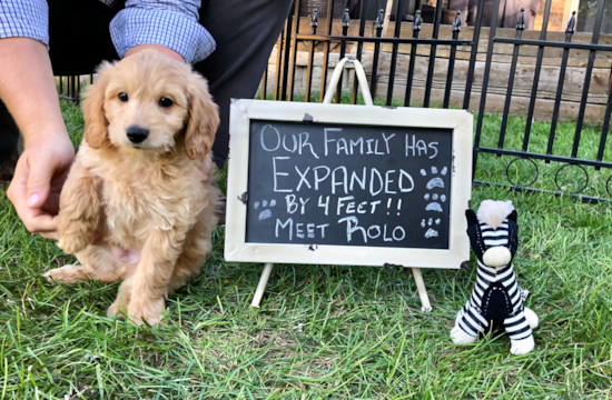 Small Mini Goldendoodle Pup in Homewood IL