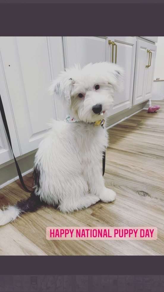 Sweet Mini Sheepadoodle Pup in Starlight IN