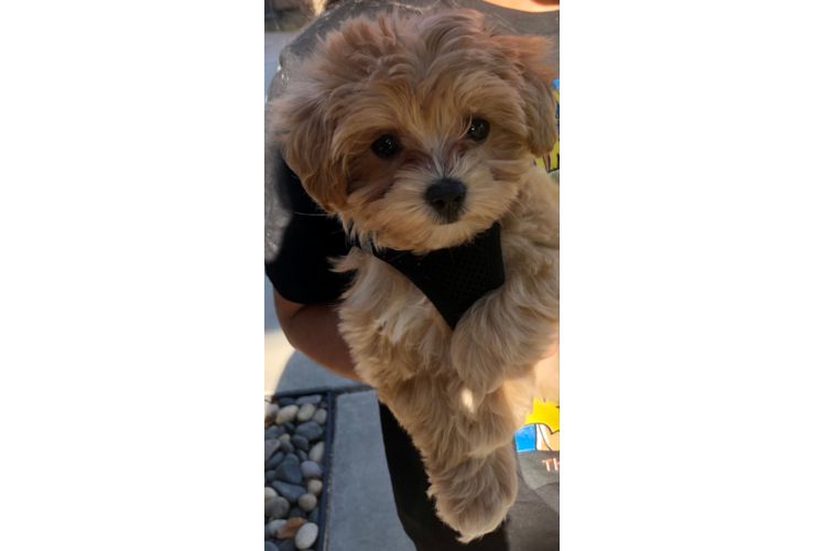 Maltipoo Pup Being Cute