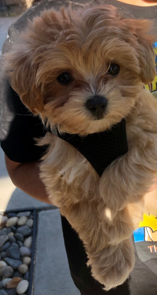 Castle Rock Maltipoo Pup