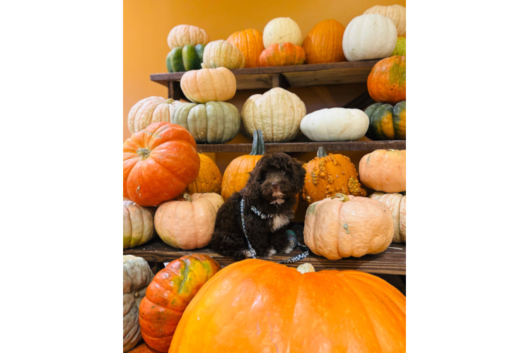 Energetic Aussiepoo Poodle Mix Puppy