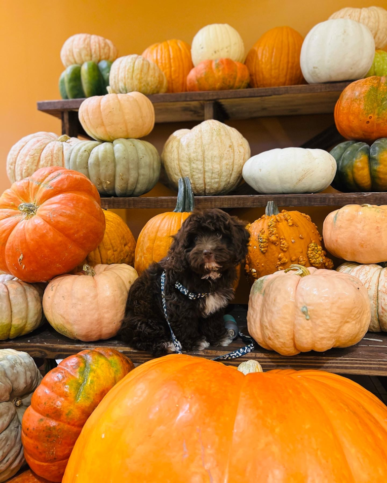 Mini Aussiedoodle Pup