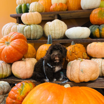 Mini Aussiedoodle Pup