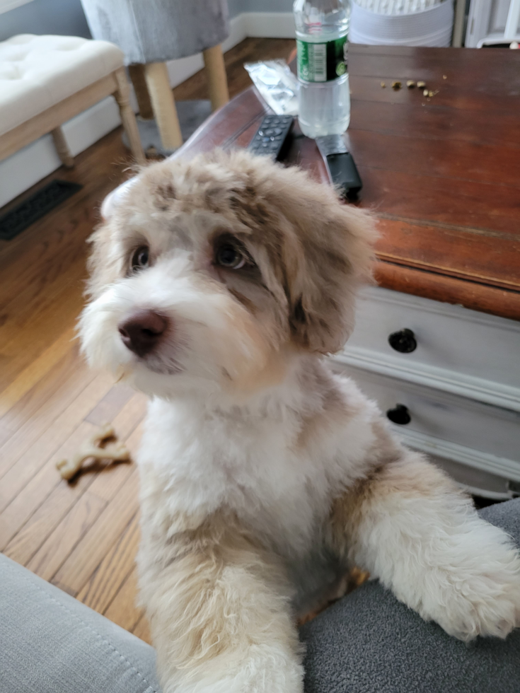 Aussiechon Pup