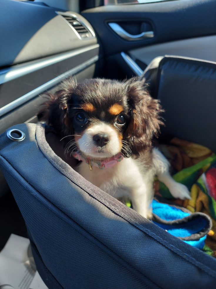 Marietta Cavalier King Charles Spaniel Pup