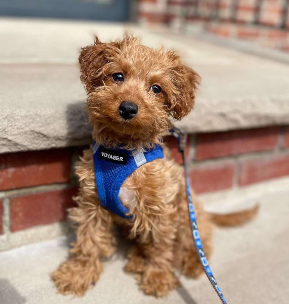 Smart Cockapoo Poodle Mix Pup