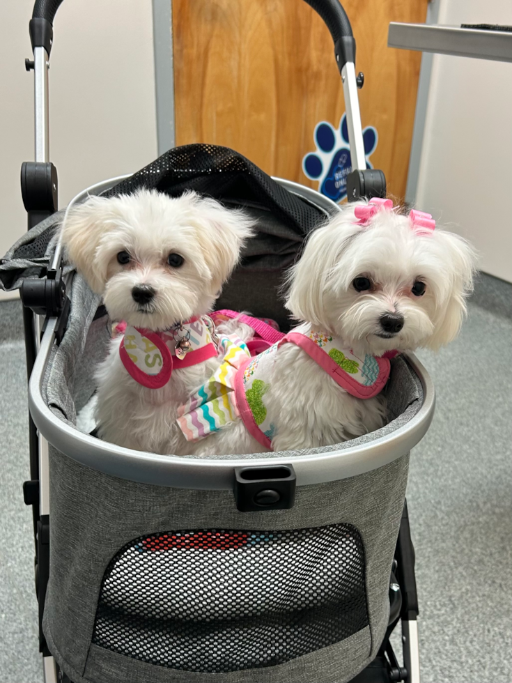 Petite Maltese Pup in