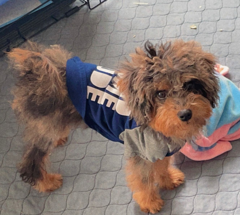 Cute Mini Labradoodle Pup in San Bruno CA