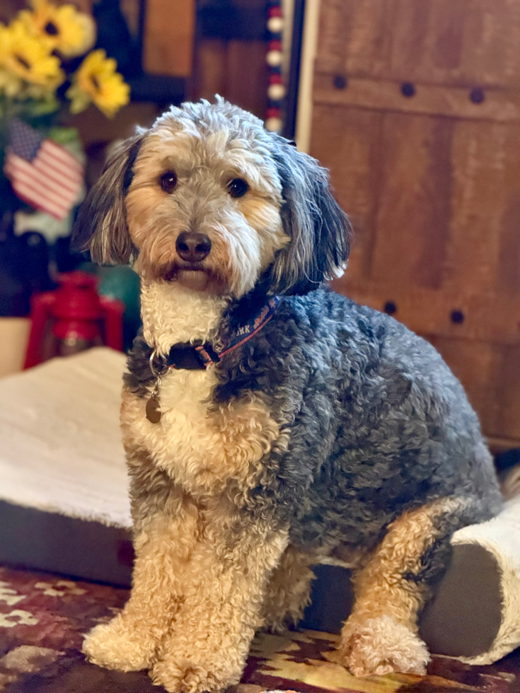 Mini Bernedoodle Pup