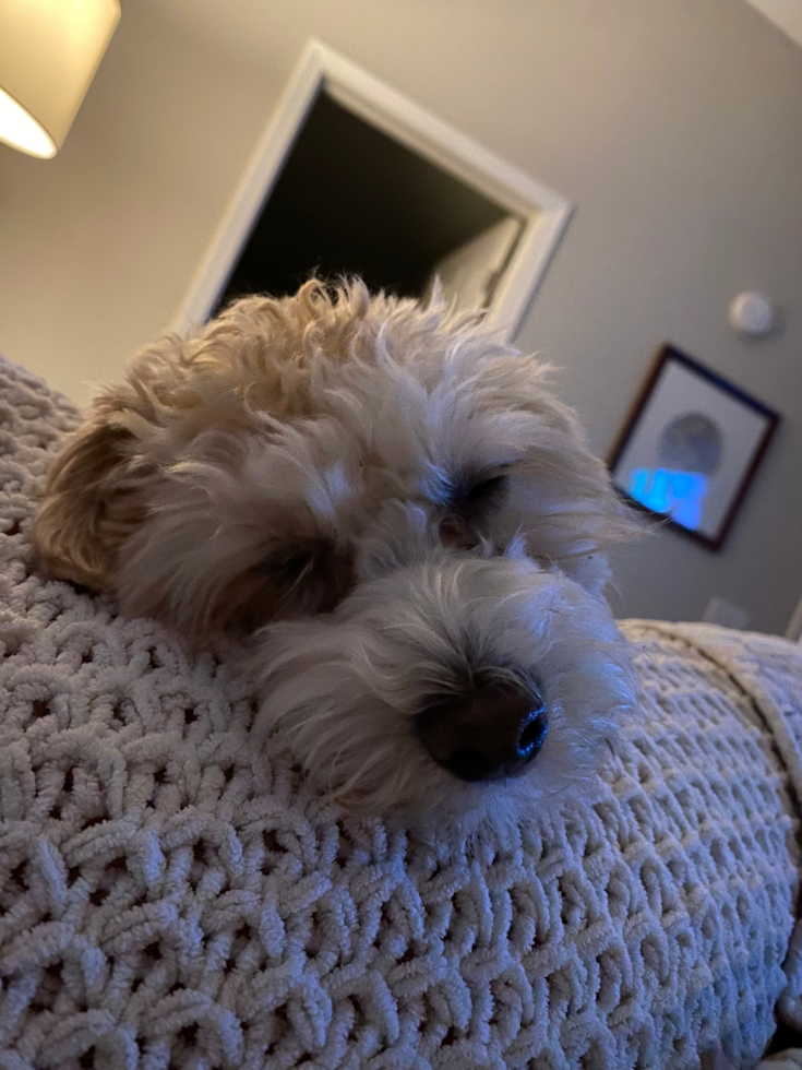 Friendly Maltipoo Pup in