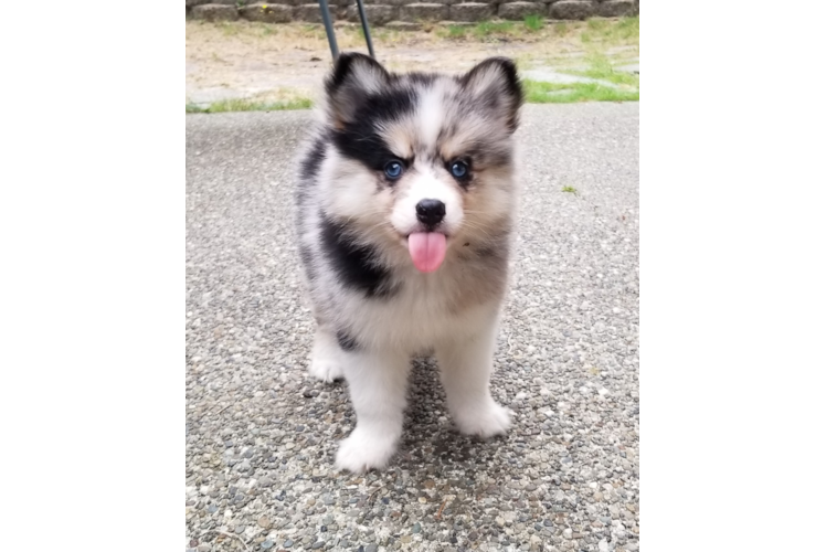 Little Mini Husky Designer Puppy