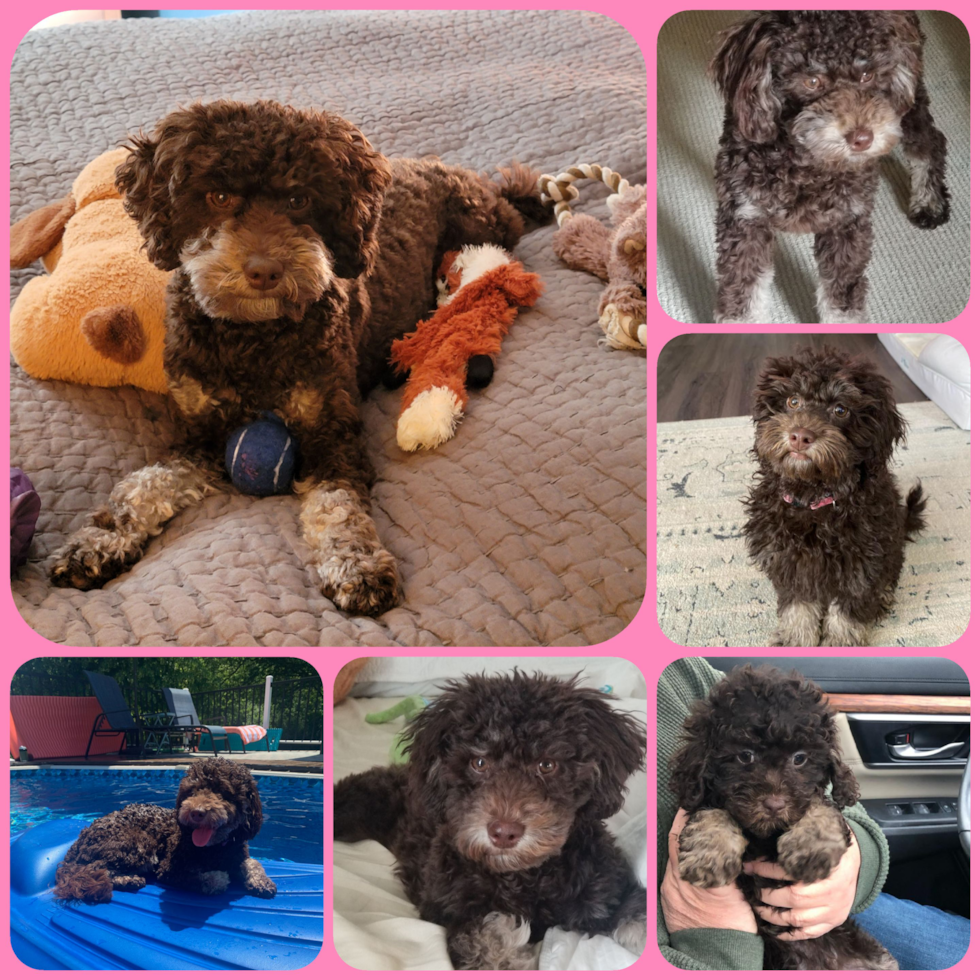 Small Cockapoo Pup in Cheektowaga NY