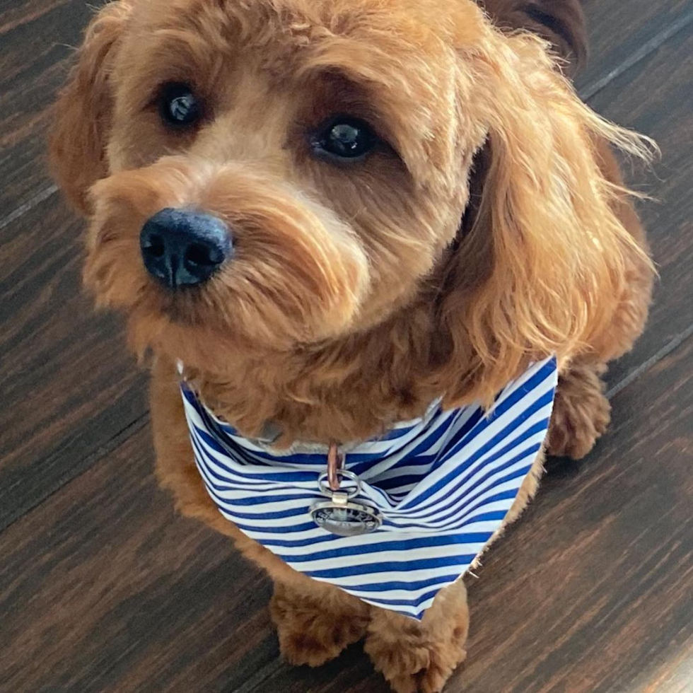 Fluffy Cavapoo Poodle Mix Pup