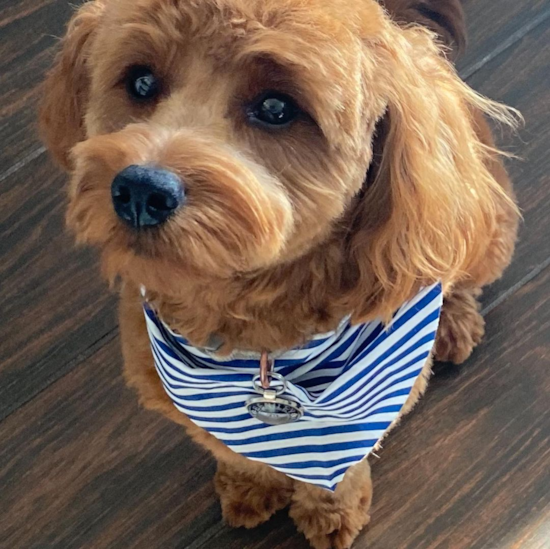 Fluffy Cavapoo Poodle Mix Pup