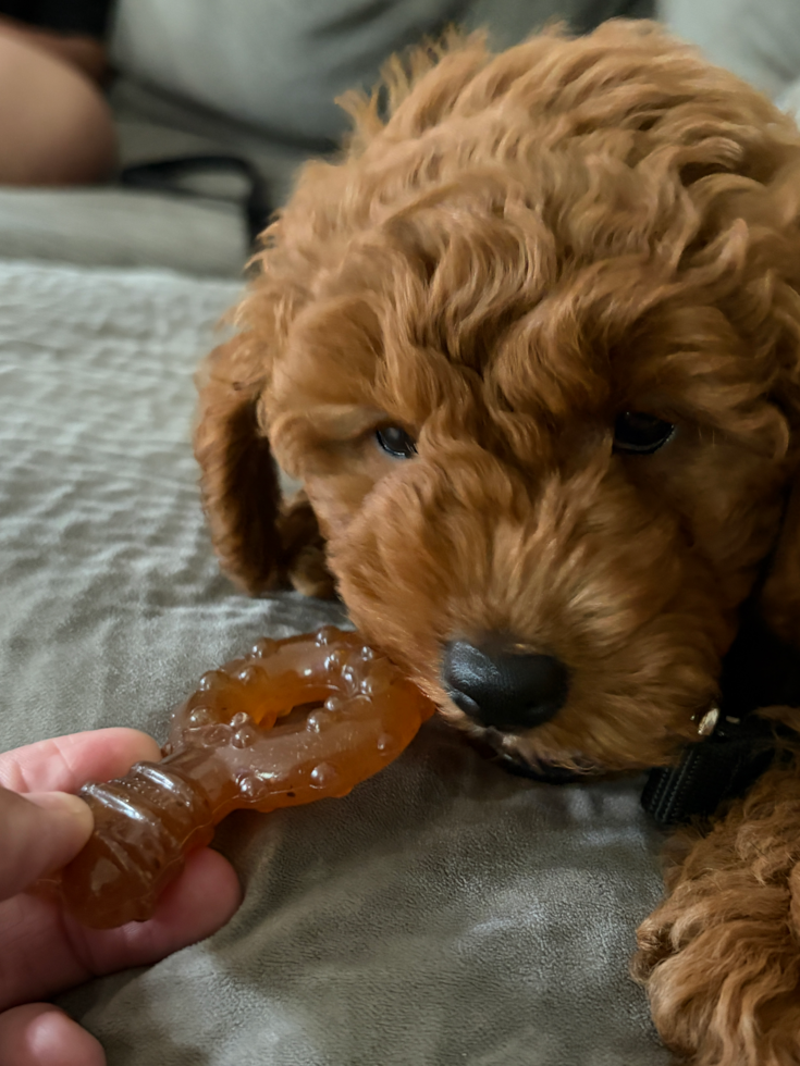 Friendly Mini Goldendoodle Pup