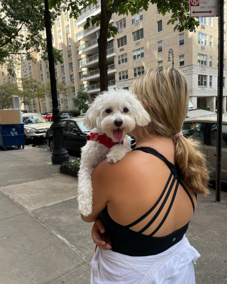 Energetic Maltese Poodle Poodle Mix Pup