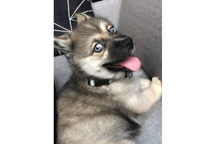 Popular Pomsky Designer Pup