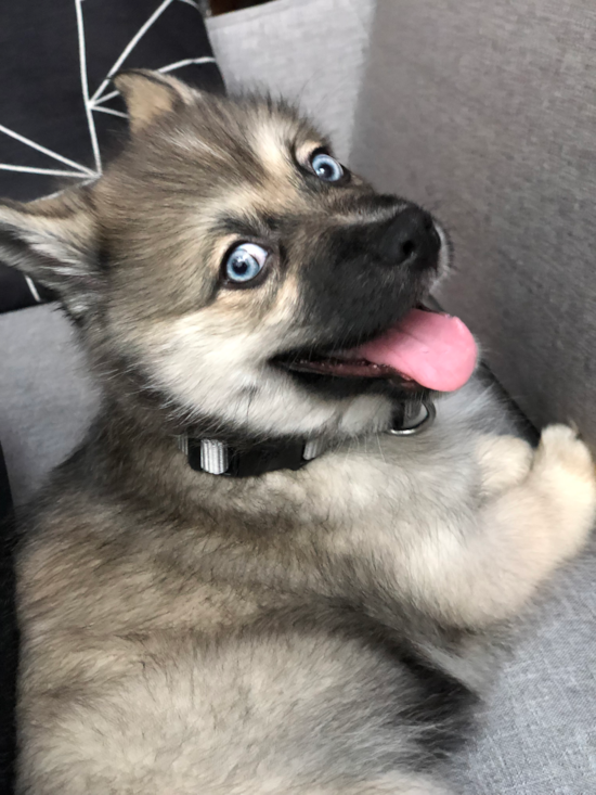 Adorable Mini Husky Designer Pup