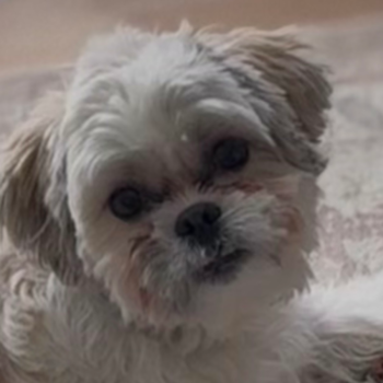 Small Teddy Bear Pup in