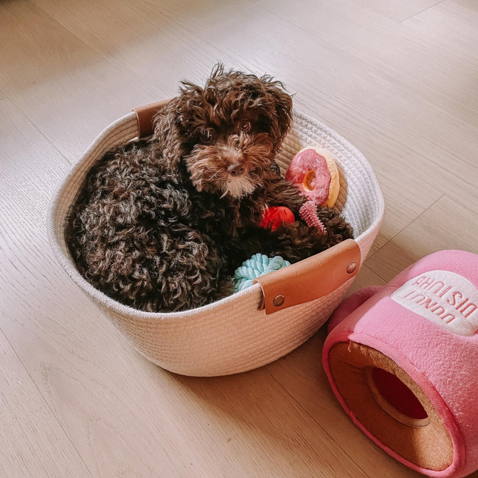 Sweet Poodle Pup in Brooklyn NY