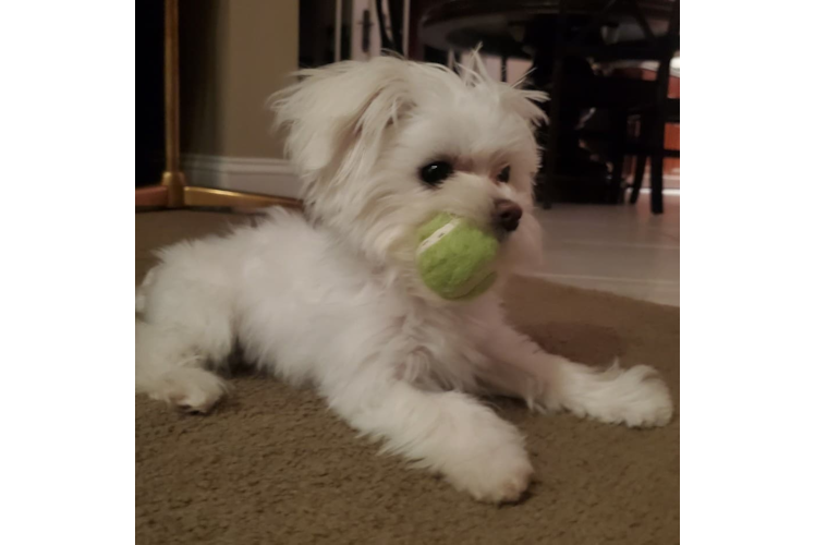 Energetic Maltese Purebred Puppy