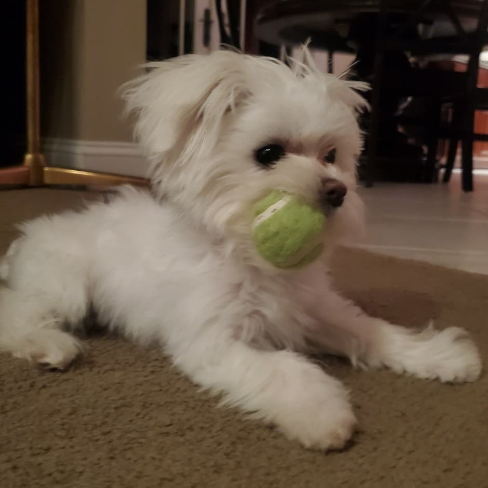 Little Maltese Purebred Pup