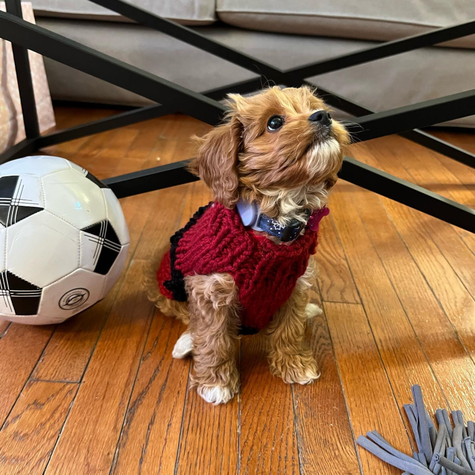 Friendly Cavapoo Pup