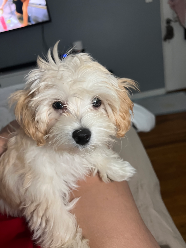 Friendly Maltipoo Pup in