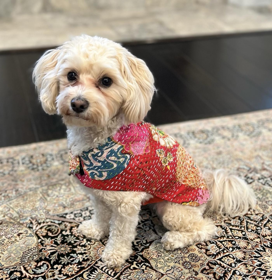 Funny Maltipoo Poodle Mix Pup