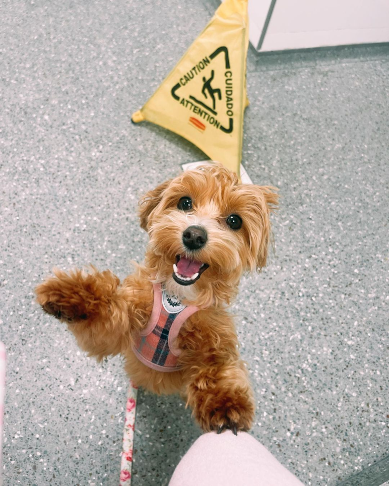 Sweet Maltipoo Pup in Dedham MA