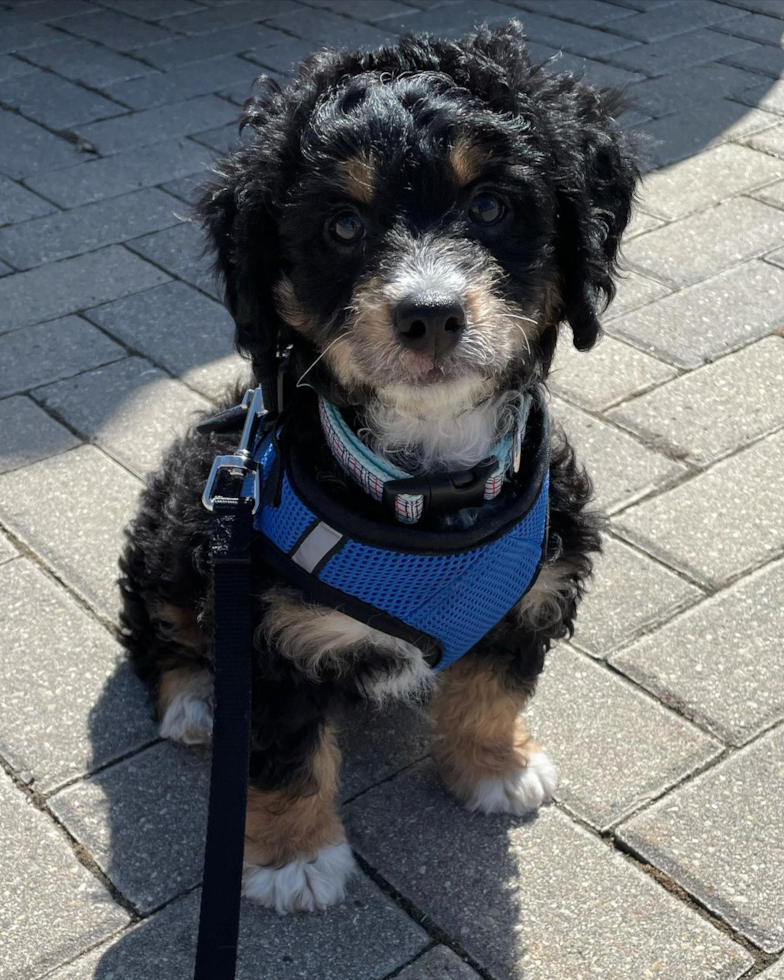 Mini Bernedoodle Being Cute