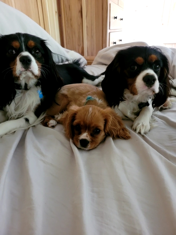 Happy Cavalier King Charles Spaniel Purebred Pup