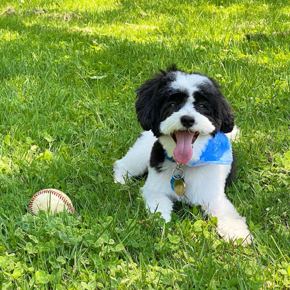 New York Havanese Pup