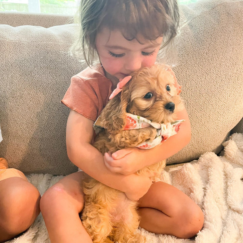 Sweet Cavapoo Pup