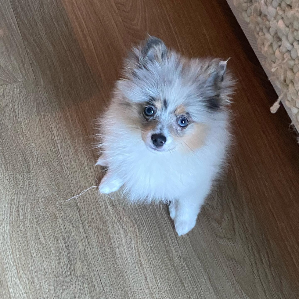 Cute Pomeranian Purebred Pup