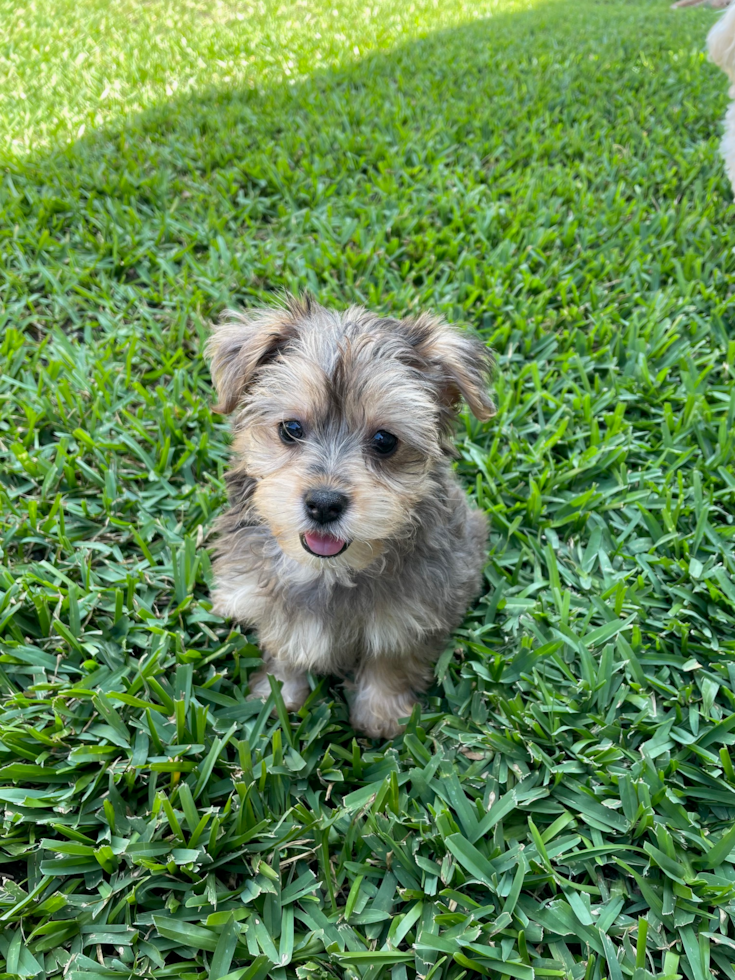 Friendly Yorkie Poo Pup