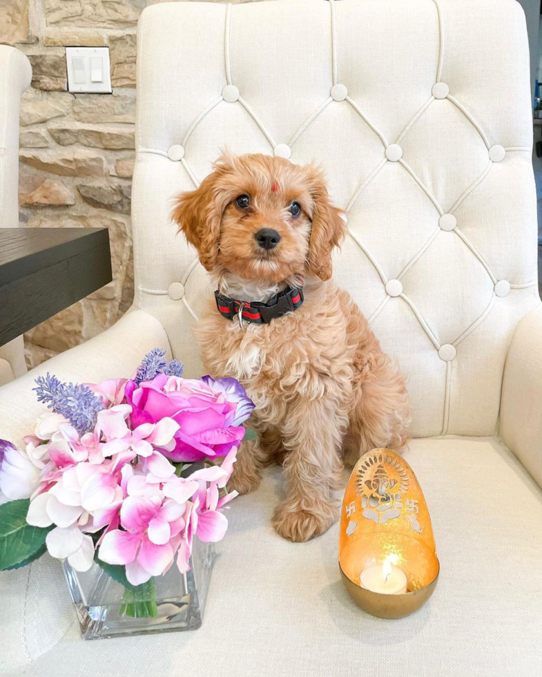 Cute Cavapoo Pup in Yorba Linda CA