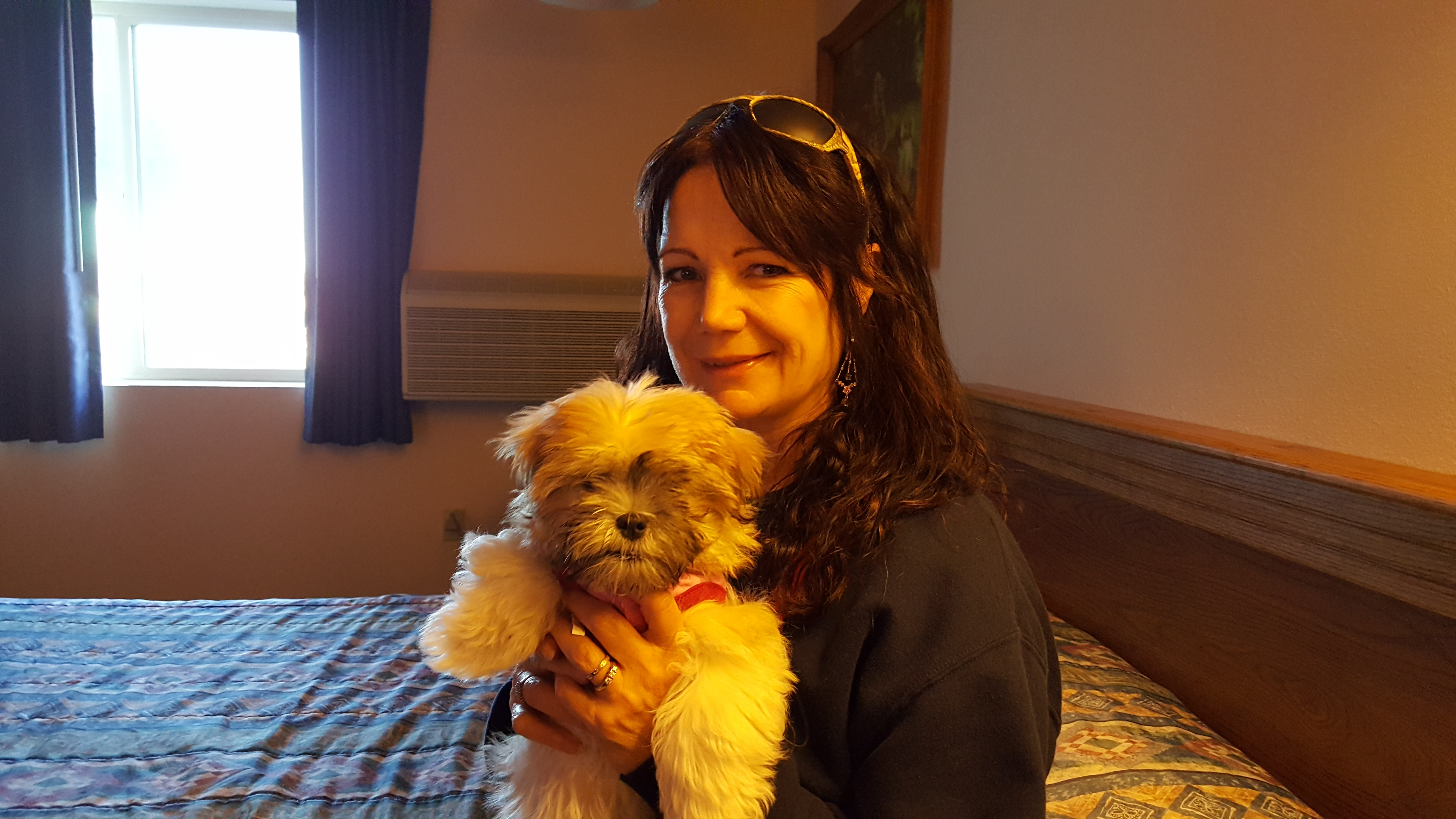 Hypoallergenic Shi Chon Designer Puppy