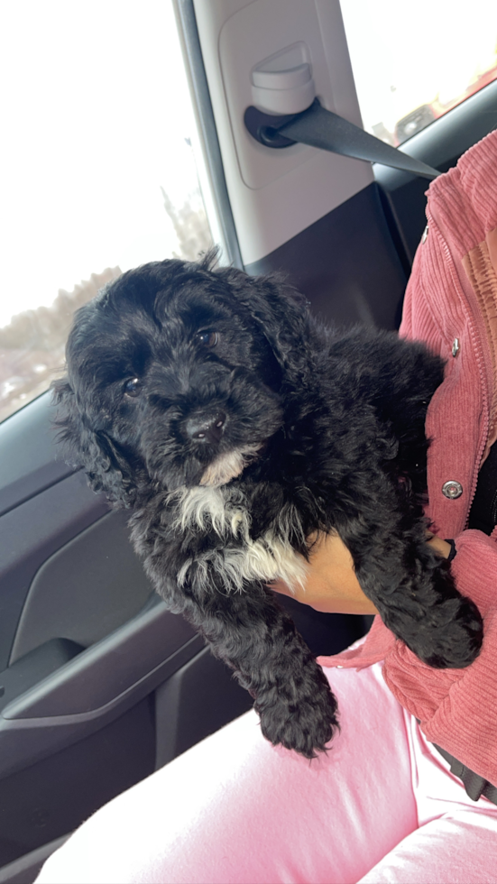 Funny Mini Portidoodle Poodle Mix Pup