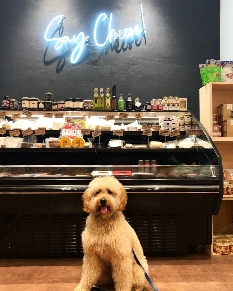 Happy Mini Goldendoodle Pup