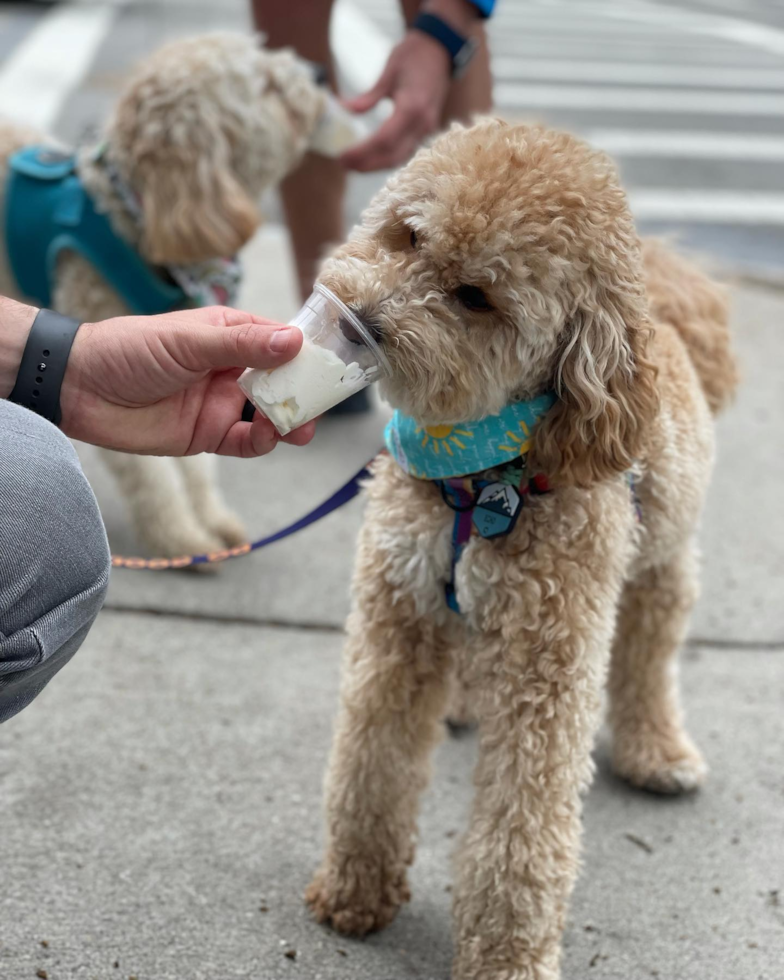 Adorable Poodle Pup in Harvey Cedars NJ