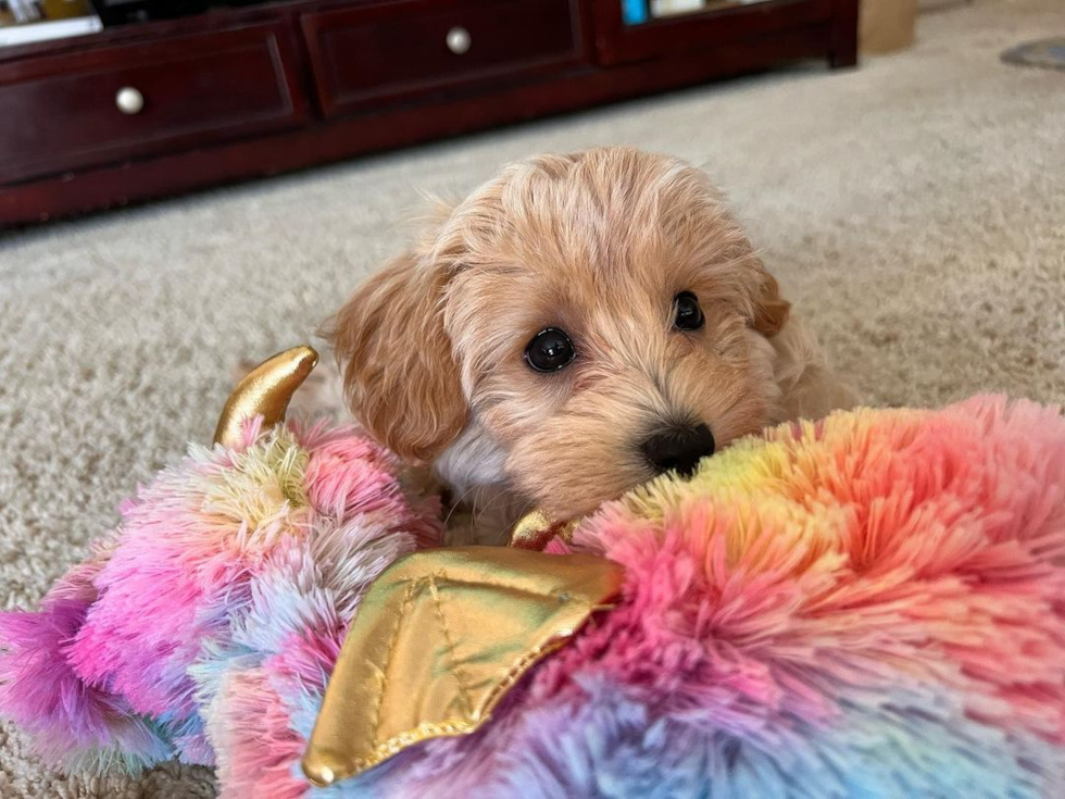 Petite Maltipoo Poodle Mix Pup