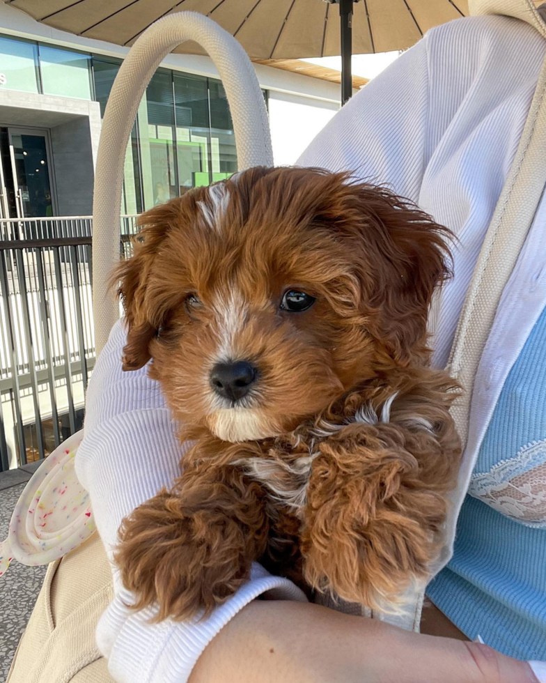 Hypoallergenic Cavoodle Poodle Mix Pup