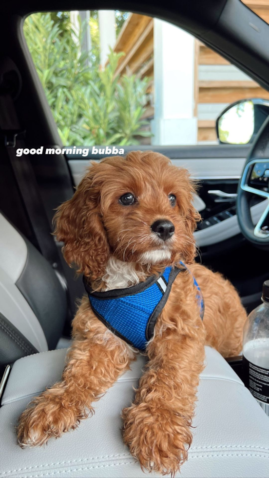 Petite Cavapoo Poodle Mix Pup